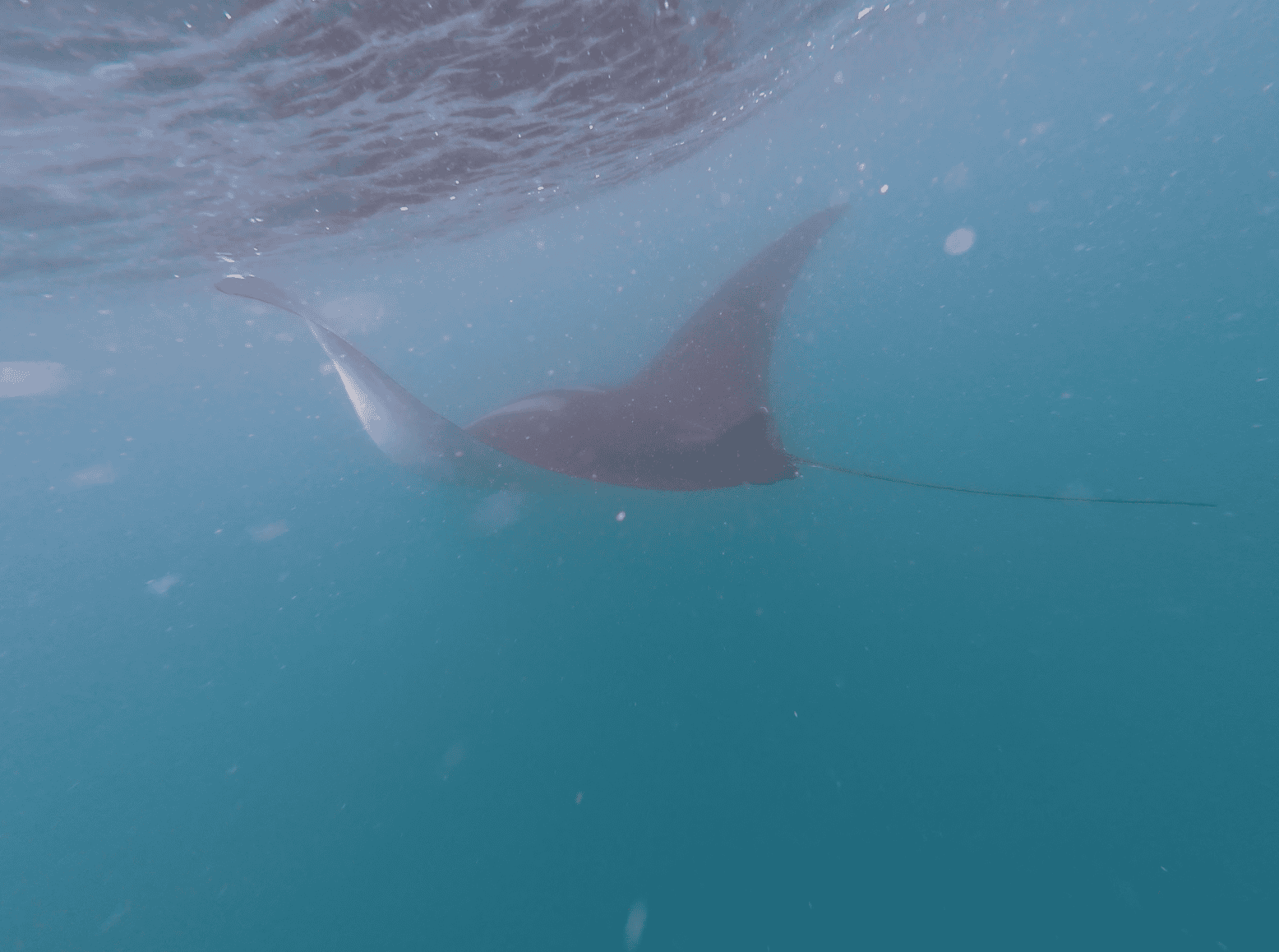 Manta ray swimming very close to the surface of the water.
